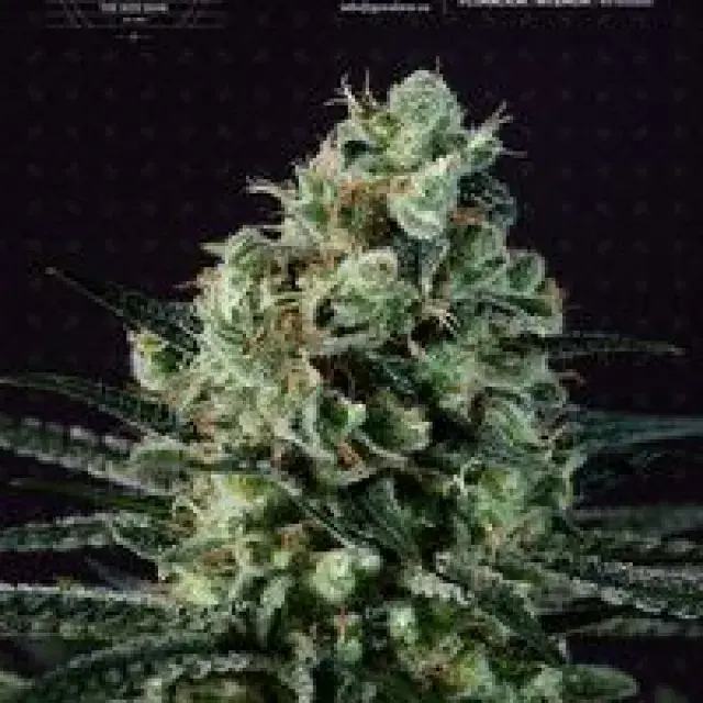Goldenberry Feminised Cannabis Seeds