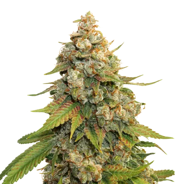 Golden Lemon Haze Feminised Cannabis Seeds | Seed Stockers