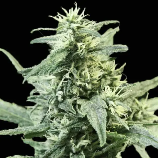 Golden Haze Feminised Cannabis Seeds | Devil’s Harvest Seeds
