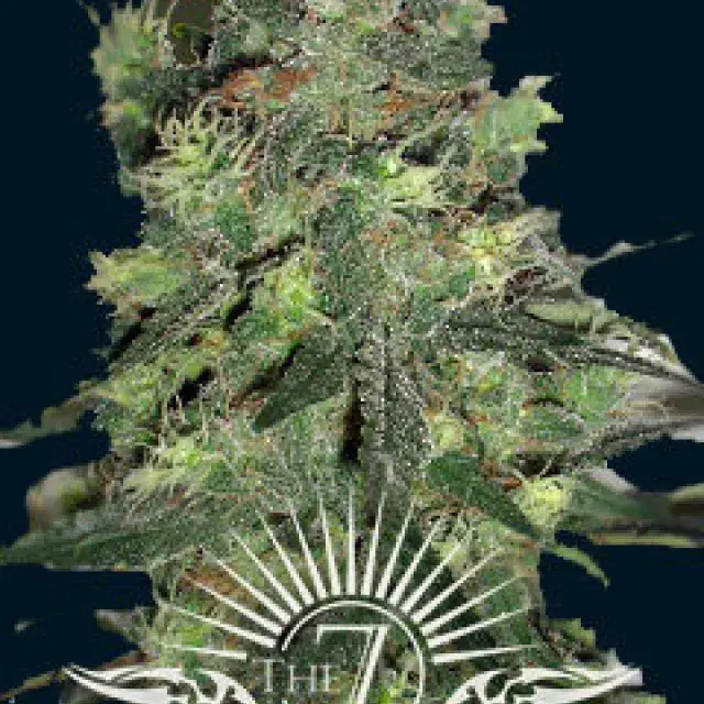 Goliath Auto Feminised Cannabis Seeds | 7 Dwarf Seeds