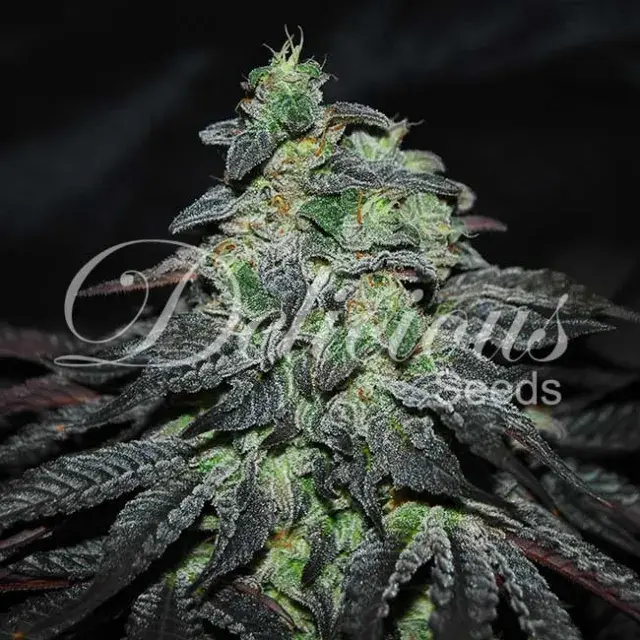 Golosa Feminised Cannabis Seeds | Delicious Seeds