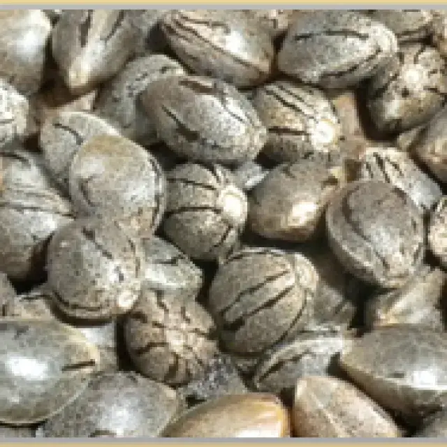 Gage Green Good Ideas Cannabis Seeds