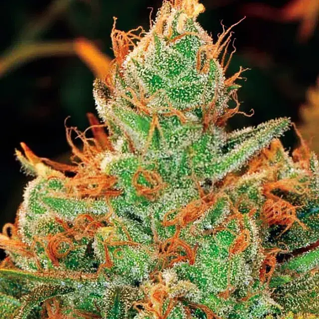 Gorilla Lilly Feminised Cannabis Seeds | Expert Seeds
