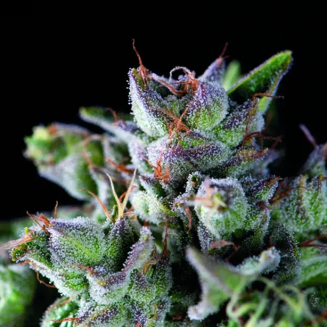 Gorilla Feminised Cannabis Seeds | Pyramid Seeds USA Range