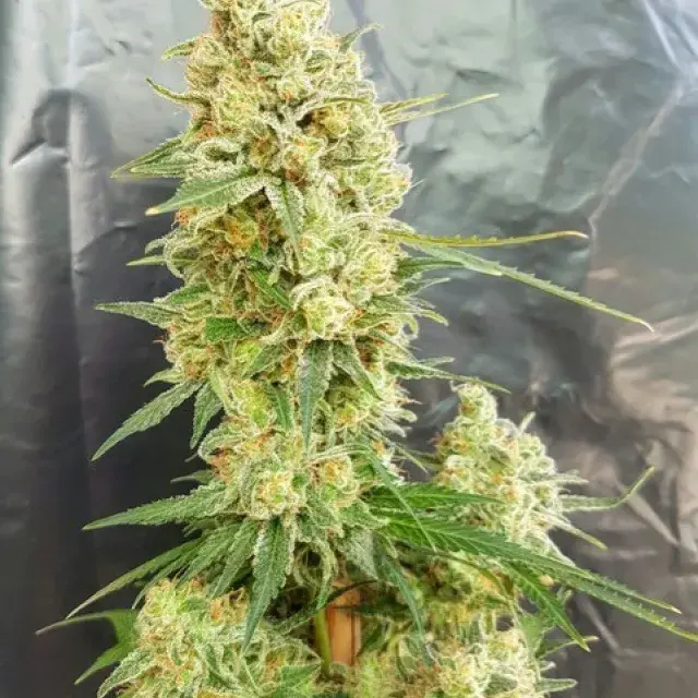 Gorilla Banana Feminised Cannabis Seeds | Expert Seeds