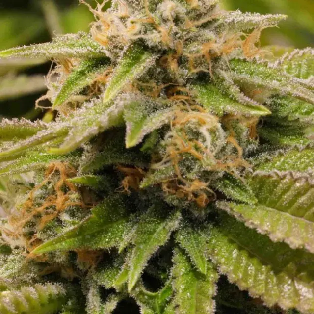 Gorilla Breath Feminised Cannabis Seeds | Humboldt Seeds Organisation