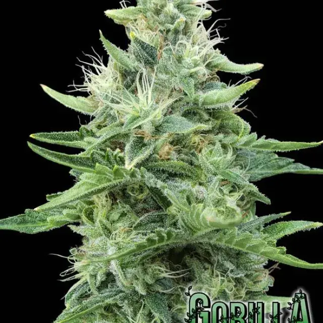 Gorilla Candy Feminised Cannabis Seeds | Eva Female Seeds