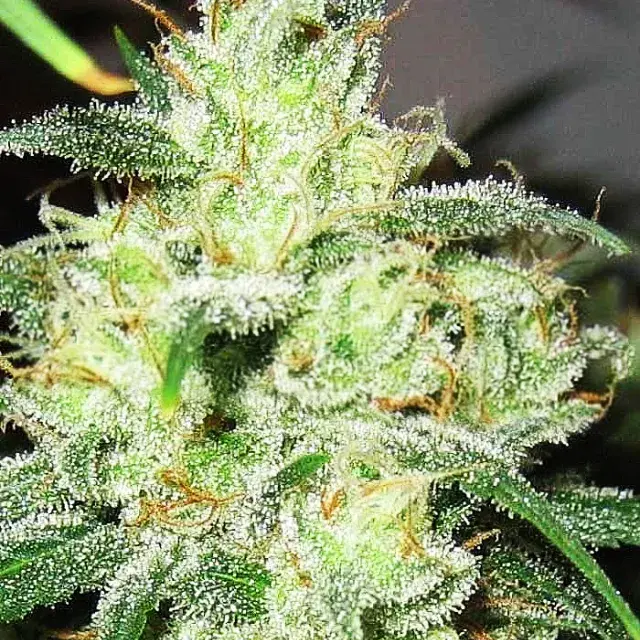 Gorilla Cheese Feminised Cannabis Seeds | Expert Seeds