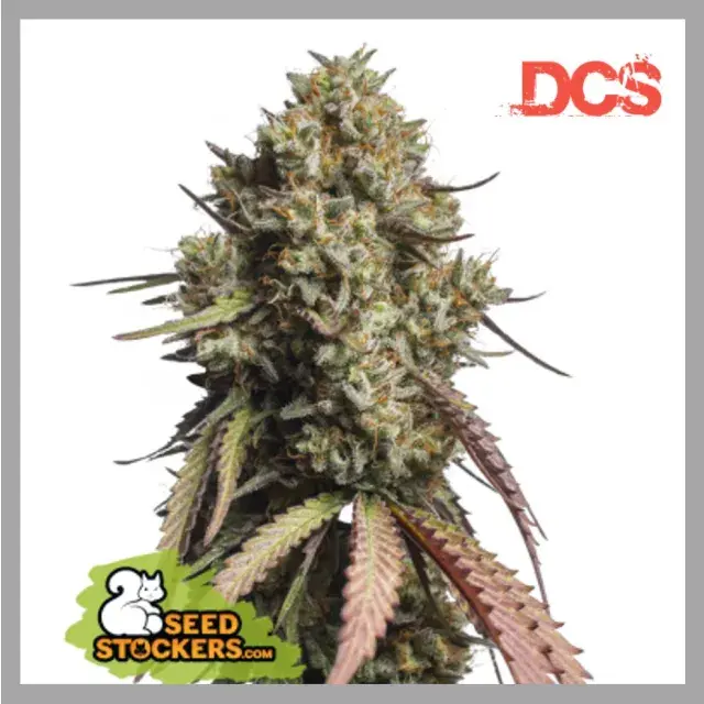 Gorilla Cookies Auto Feminised Seeds | Seed Stockers