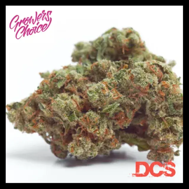 Gorilla Cookies Auto Feminised Cannabis Seeds - Growers Choice