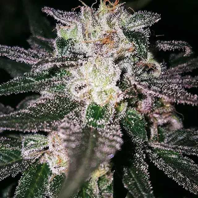 Gorilla Cookies Feminised Cannabis Seeds | Expert Seeds