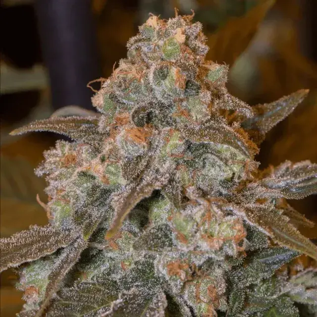 Gorilla Frost Cannabis Seeds - Silent Seeds.