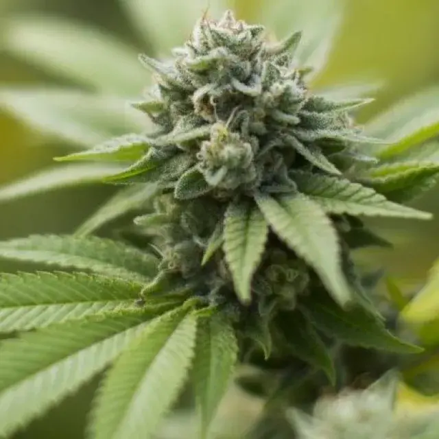 Gorilla G Feminised | Concrete Jungle Seeds