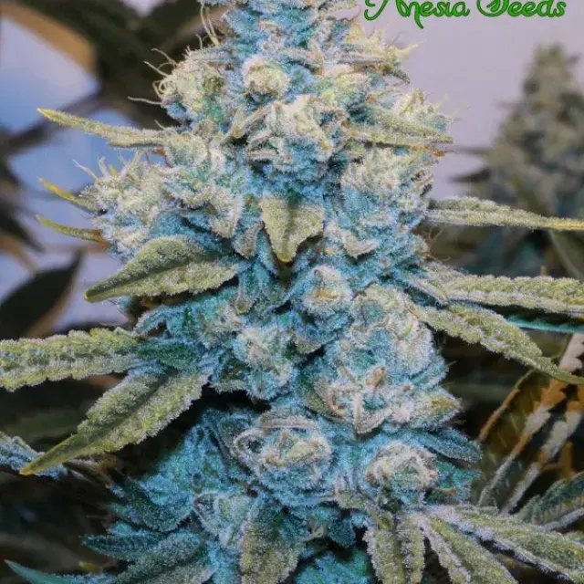 GG #4 Feminised Cannabis Seeds - Anesia Seeds.