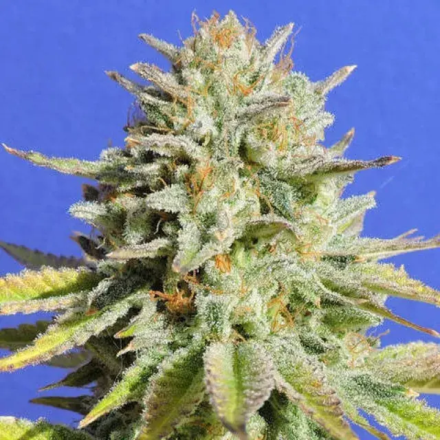 GG #4 Feminised Cannabis Seeds | Original Sensible Seeds.
