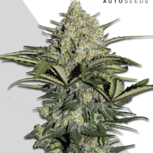 GG #1 Autoflowering Feminised Cannabis Seeds | Auto Seeds.