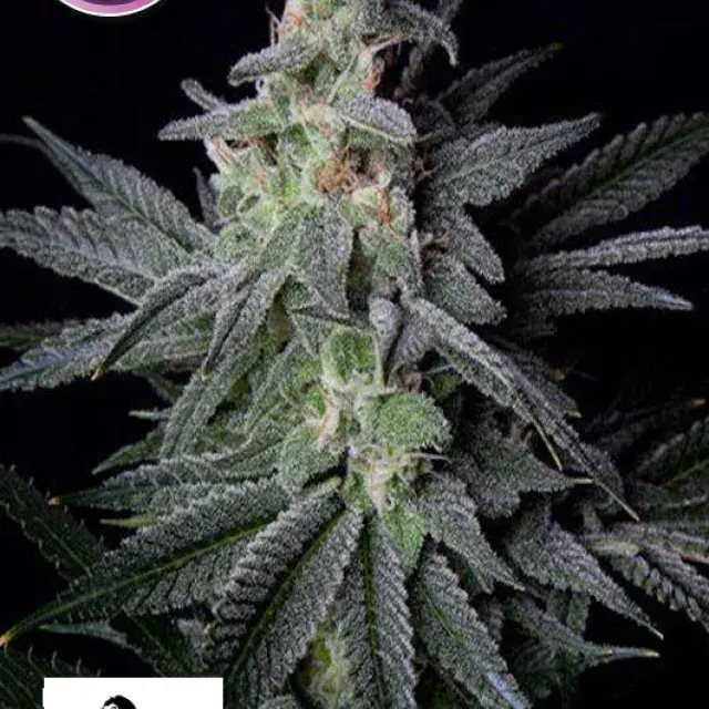 GG #4 Feminised Cannabis Seeds | Kera Seeds.