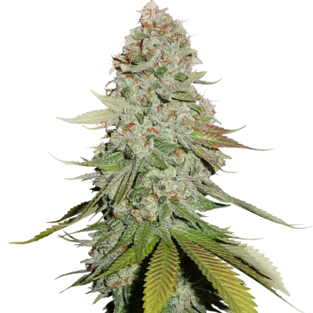 GG #4 Feminised Cannabis Seeds | Seed Stockers.
