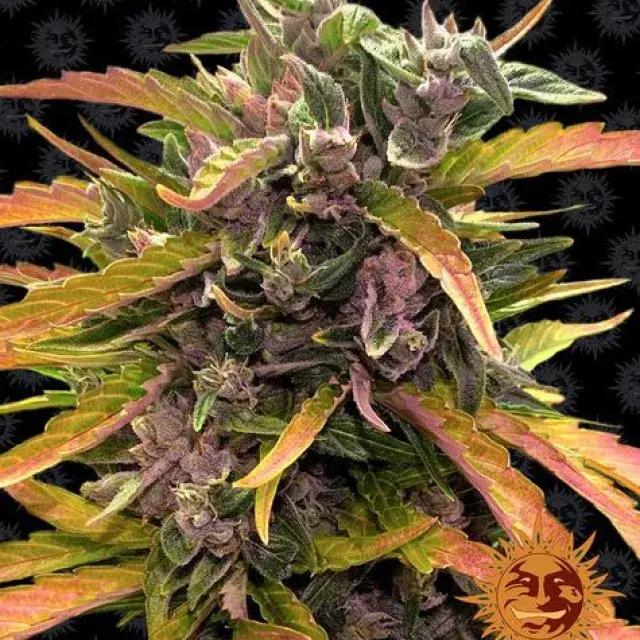 GG #1 Auto Feminised Cannabis Seeds | Barney's Farm.