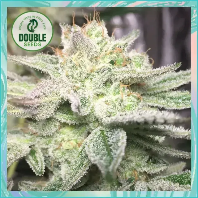 GG #1 Auto Feminised Cannabis Seeds - Double Seeds.