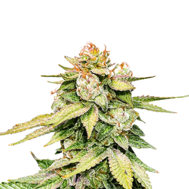 GG #4 Auto Feminised Cannabis Seeds | Seed Stockers.