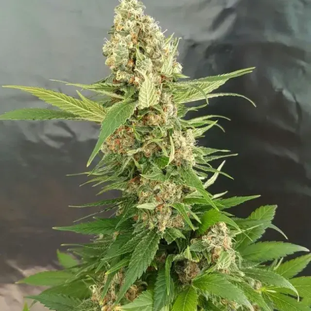 Gorilla Ice Cream Feminised Cannabis Seeds | Expert Seeds