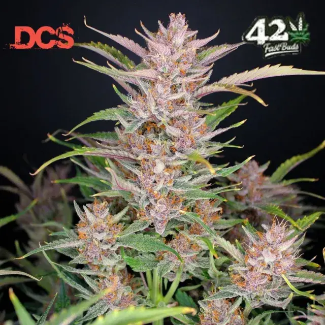 Gorilla Punch Auto Feminised Cannabis Seeds | Fast Buds	