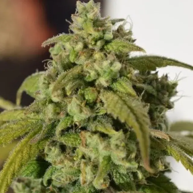 Gorilla SFV OG Feminised Cannabis Seeds | Expert Seeds