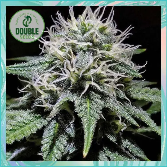 Gorilla Zkittlez - Double Seeds