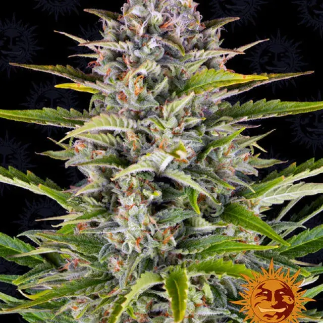 Gorilla Zkittlez Auto Feminised Cannabis Seeds | Barney's Farm 