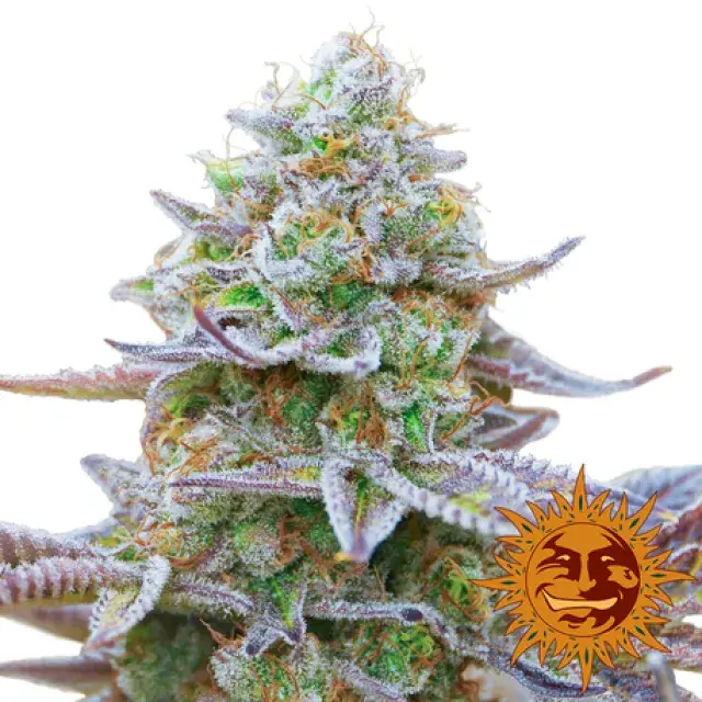 Gorilla Zkittlez Feminised Cannabis Seeds | Barney's Farm