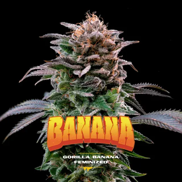 Gorilla Banana Feminised Cannabis Seeds - BSF Seeds Feminised Cannabis Seeds - BSF Seeds