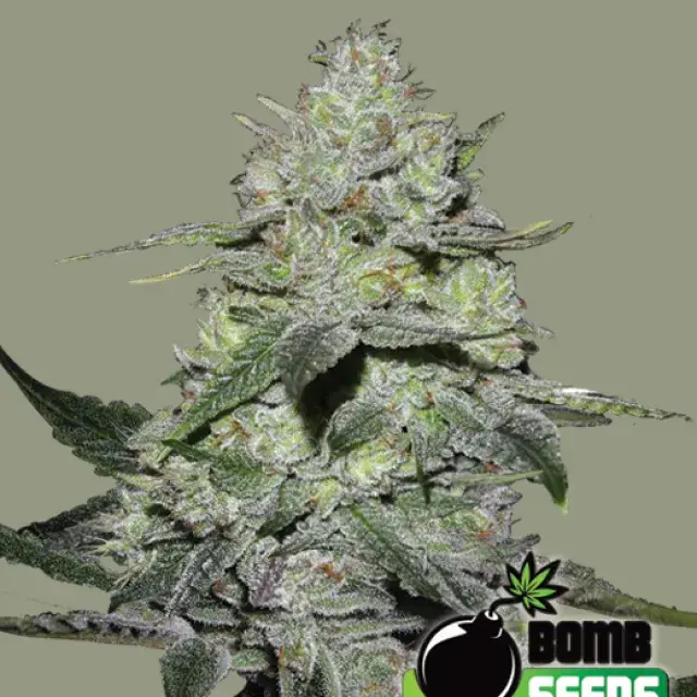Gorilla Bomb Feminised Cannabis Seeds | Bomb Seeds 