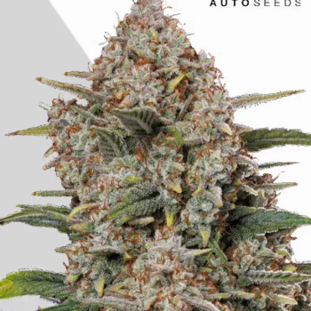 Gorilla Cookies Auto Cannabis Seeds | Auto Seeds.