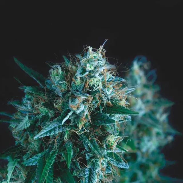 Auto Gorilla USA Range Feminised Cannabis Seeds | Pyramid Seeds USA Range