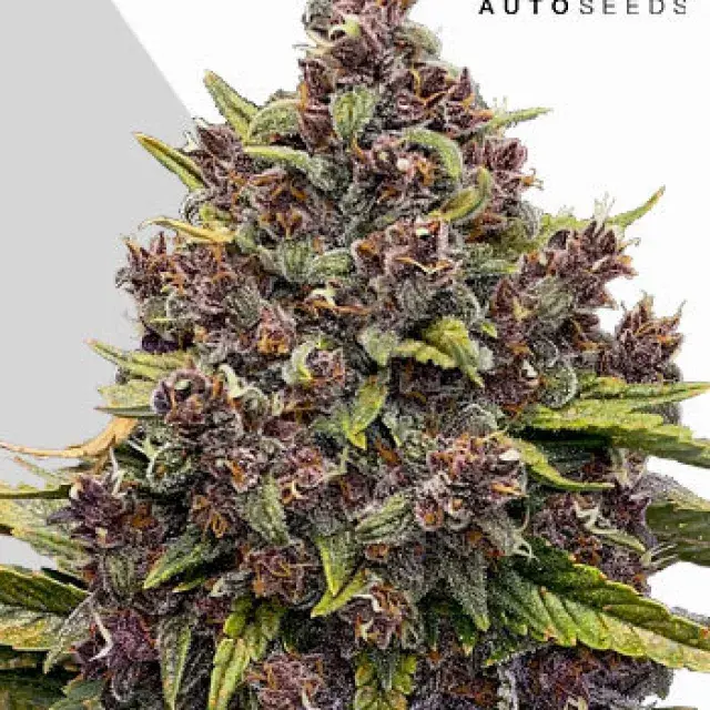  Cannabis Seeds Gorilla Punch Auto Cannabis Seeds By Auto Seeds.
