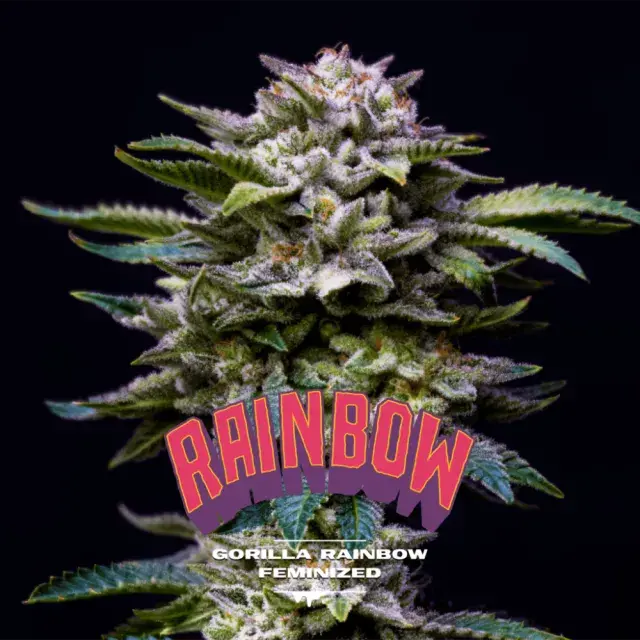 Gorilla Rainbow Feminised Cannabis Seeds - BSF Seeds Feminised Cannabis Seeds - BSF Seeds