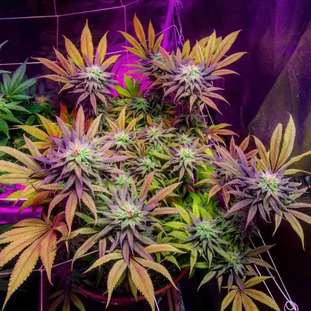 Gorillagasm Feminised Cannabis Seeds  | Top Shelf Elite