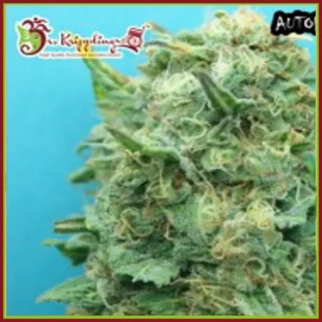 Grand Heft Auto Feminised Cannabis Seeds | Dr Krippling 