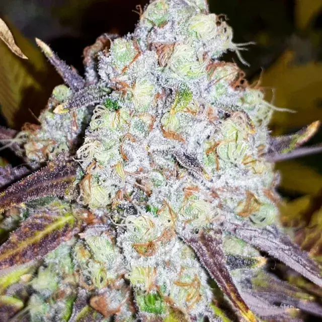 Grand Daddy Purple Feminised Cannabis Seeds | OO Seeds