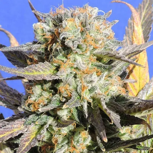 Grandaddy Black Feminised Cannabis Seeds | Original Sensible Seeds