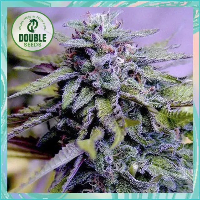 Granddaddy Purple - Double Seeds