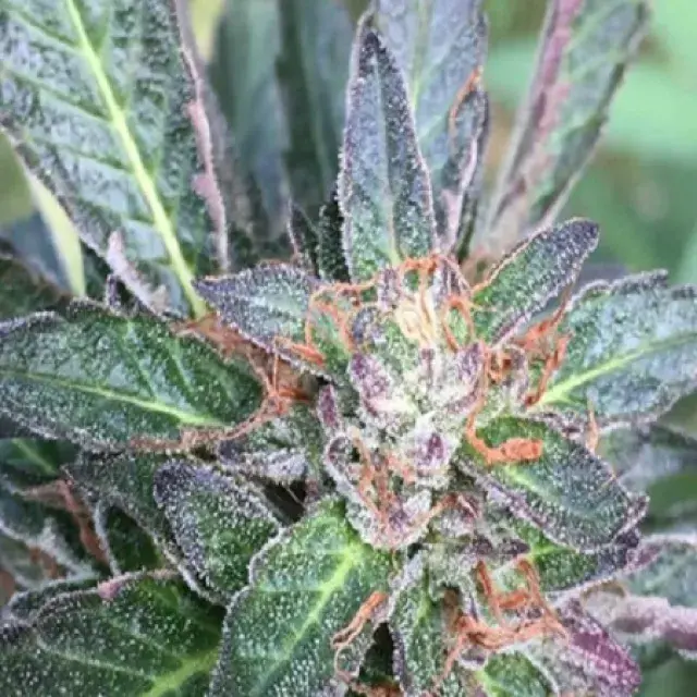 Grandpa Larry Regular Cannabis Seeds | Grand Daddy Purp