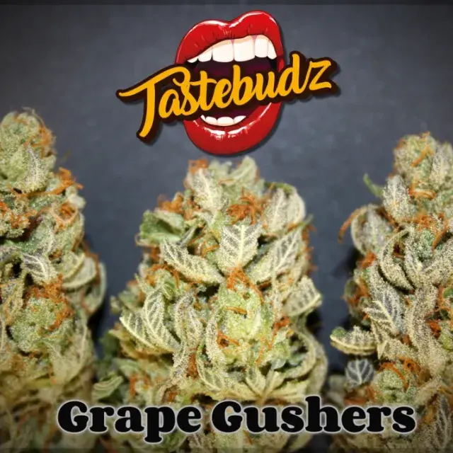 Grape Gushers Feminised - Tastebudz