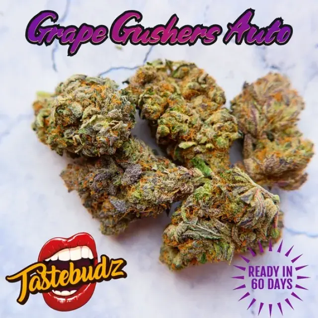 Grape Gusher Auto Feminised - Tastebudz