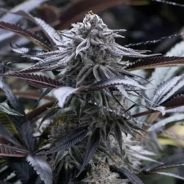 Grape Juice Cannabis Seeds - Silent Seeds.