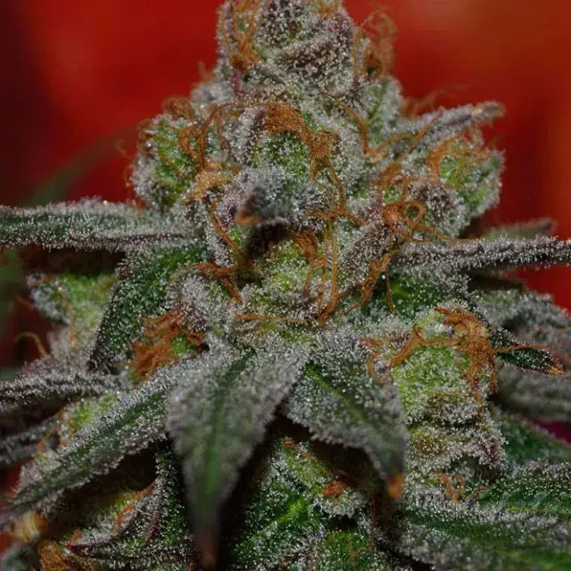Grape Lime Ricky Regular Cannabis Seeds | TGA Seeds 