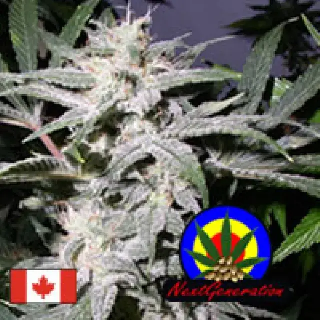 Grapeskunk Regular Cannabis Seeds | Next generation Seeds
