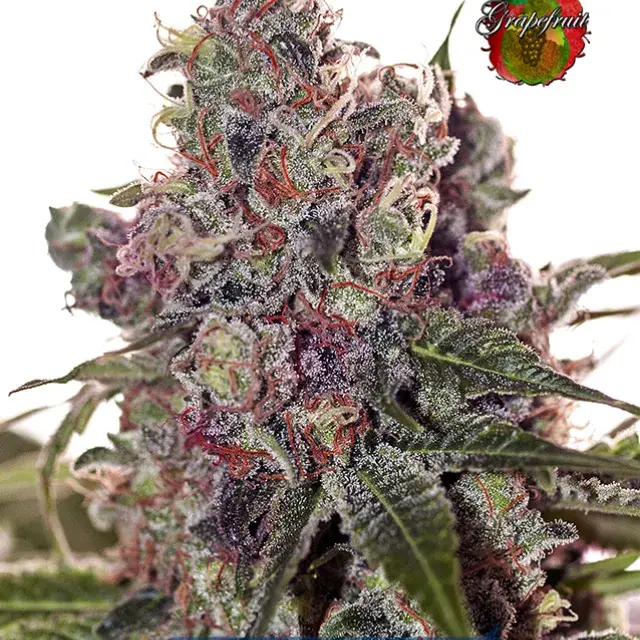 Grapefruit Feminised Cannabis Seeds | Positronics