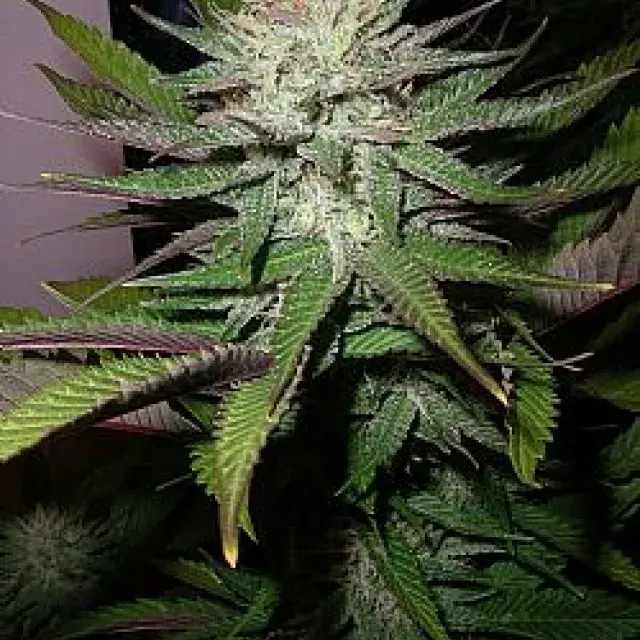 Grapefruit Diesel Feminised Cannabis Seeds | Next Generation Seeds